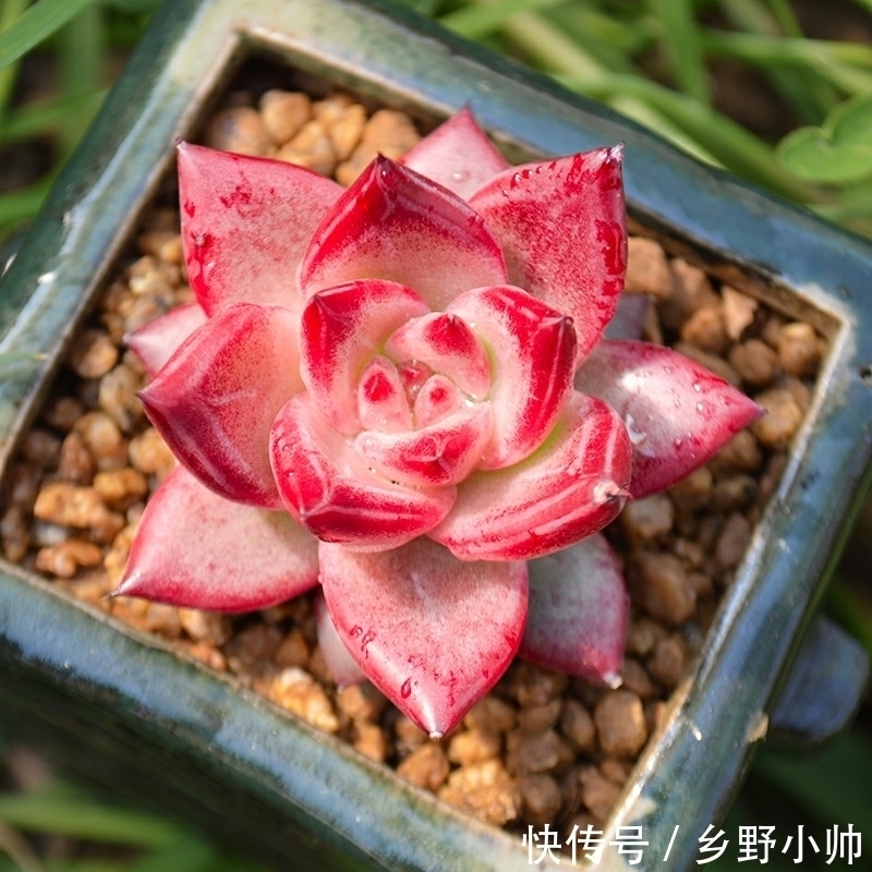 萌萌哒多肉已在渐渐苏醒，状态简直美翻了，看看你养了几种