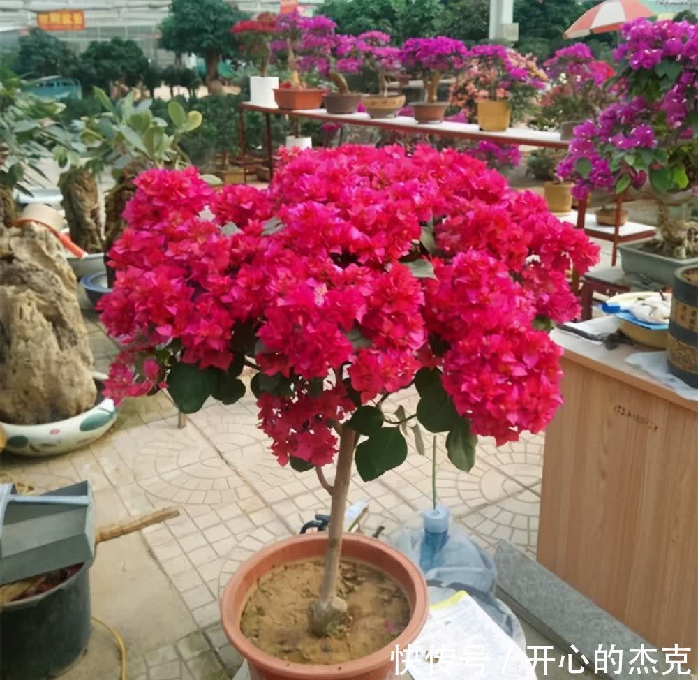 这些漂亮花要“控制”养,勤快人容易养成“秃子”,懒人养的棒