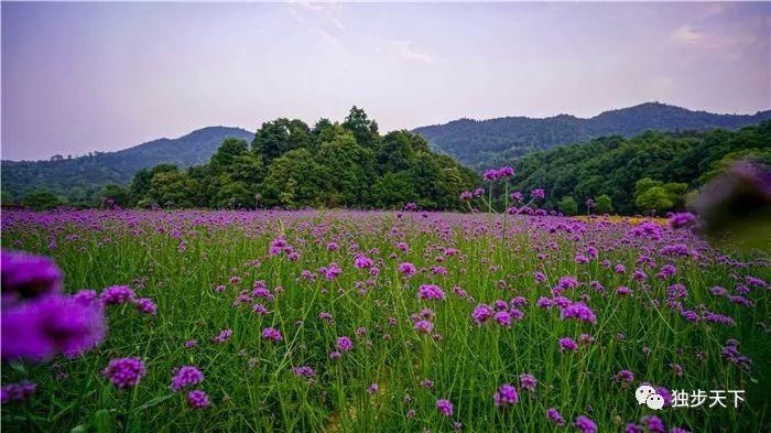 黄如金|五月，来新余，寻一场初夏之约