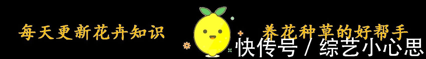 10种“阳台菜”，不分季节有空就能种，周期短长得快，家人都能吃