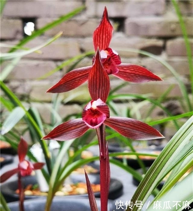 这款兰花“妙不可言”,花色跟香味堪称顶级,美得让人移不开眼!