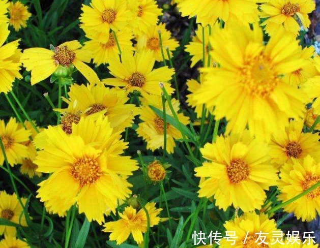 植物|一种适合盆栽的植物,养在地里边危害很大,但看着还很不错