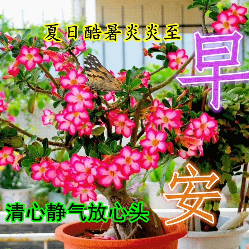 聊天|7张不用打字就可以聊天的动态图片 创意唯美夏日早安问候动画表情图片