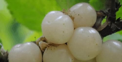  食物|很有营养的食物，每天坚持吃一些，排毒养颜、滋润身体