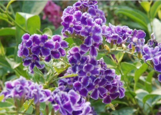 阳台必养此款花卉,净化空气的能力超强,特别的养人