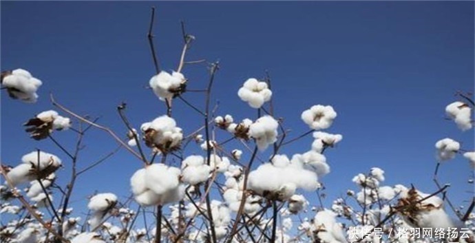 诗词|唐朝寒衣诗词六首:落叶惊风处处飞,绫梭夜夜织寒衣