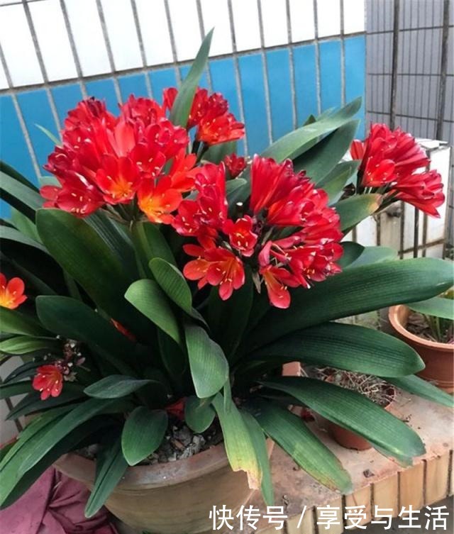 我家君子兰,此时长势不错,只因注意三点!