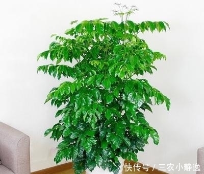 家里养花“讲究大”,2种花“镇宅”, 2种花旺家,要养起来