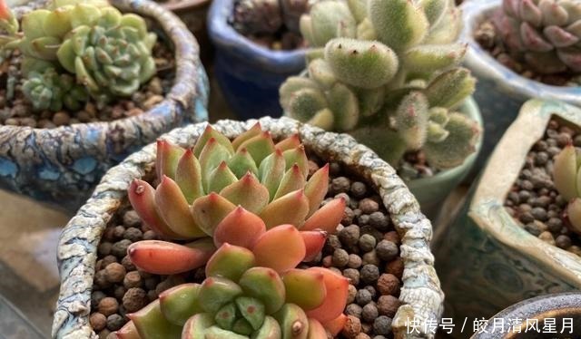 度夏|绿了也是心头肉，开始为度夏担忧！