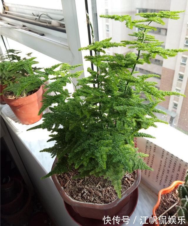 枝条|养文竹,有3个“小方法”,分枝多,叶茂盛,郁郁葱葱长爆盆