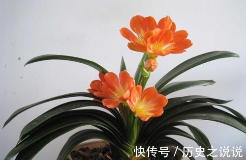 都说君子兰不好养殖,其实误会了君子兰,简简单单就能养好