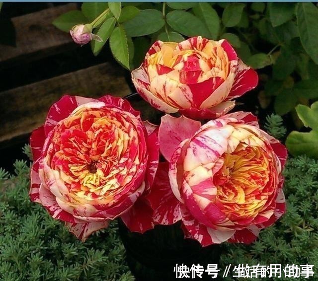 25款包子型月季,花开永不败,大花好养又丰花,新手推荐种植!