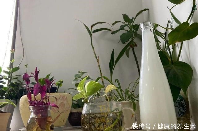 不敢用淘米水了，浇完花就死，土里都是虫！不敢用淘米水了，浇完花就死，土里都是虫！