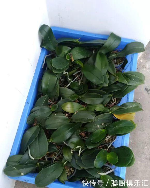 养花|逛花市的“小技巧”,低价花卉“随便淘”,大饱眼福又省钱