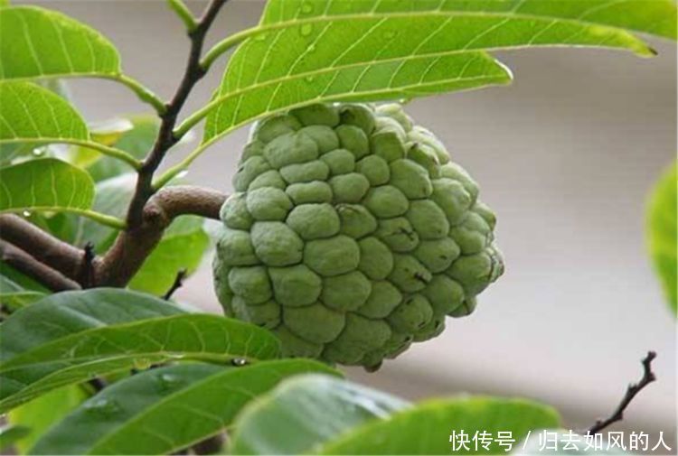 女性养生,适合常吃三种食物,排毒降火,降压减脂,清理体内垃圾