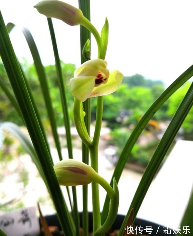 养兰花,浇水避开3个“敏感区”,兰根健壮,兰花长势旺!