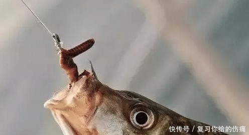 老钓手教你选择蚯蚓饵应随机应变