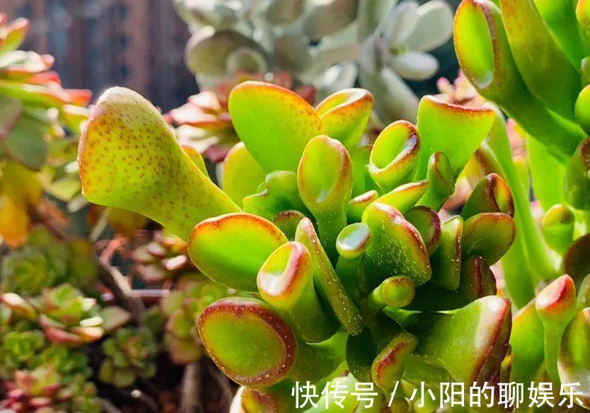 玉树能吸财，叶子长成存钱筒，太阳一晒红彤彤