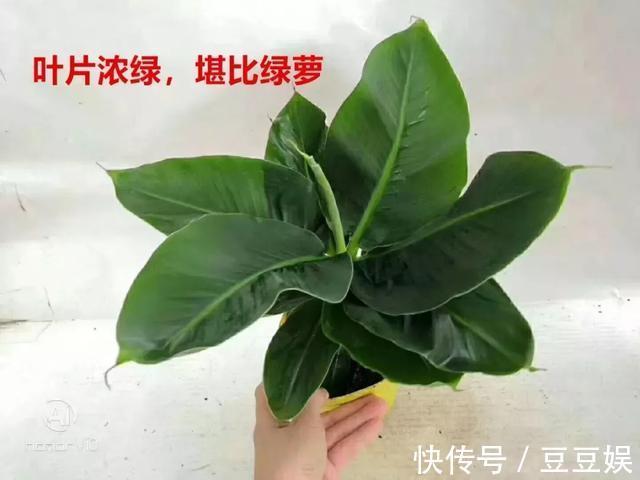 能盆栽的迷你香蕉树,比绿萝还耐阴的花,叶子亮得像打蜡!