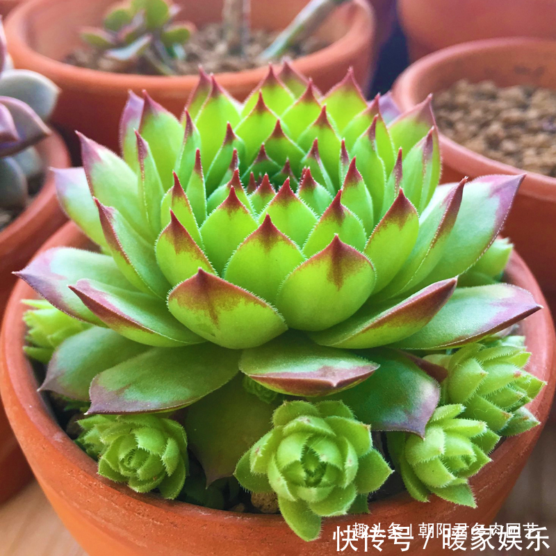 多肉植物|观音莲这样养,不用施肥,一样长满小崽