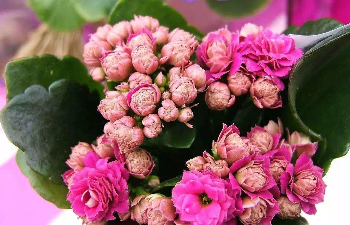 “家家都有的营养液，给花卉滴10滴，叶子油光翠绿开花500朵