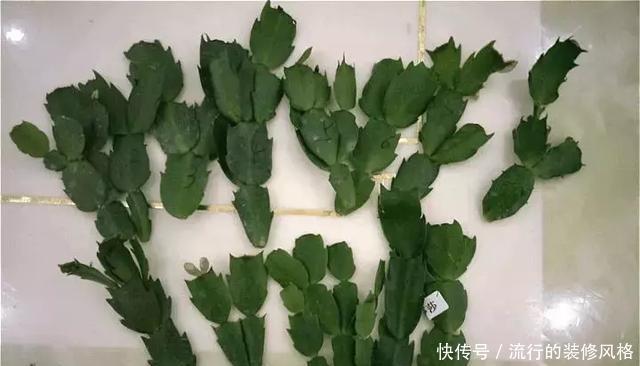 蟹爪兰喝点它,秋天连开100朵,叶子肥得直滴油