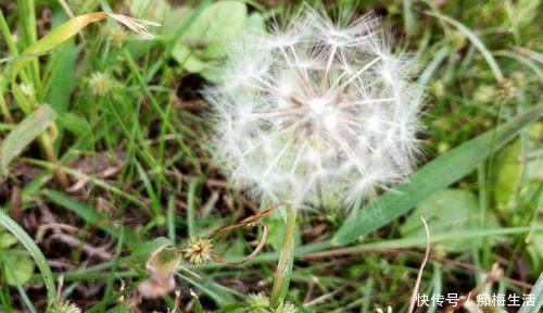 红薯|这些食物,专克高血脂,每天吃一点,净化血液,血栓不来扰