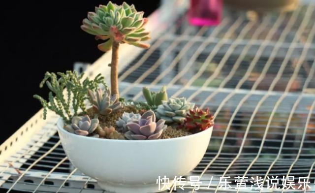 老桩多肉该怎么换盆?2种方法“保活”,叫你心血不再白费