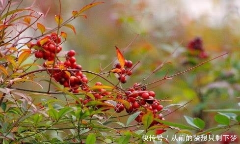 南天竹|在大山里看到这种“果子”，记得赶紧扔掉，它可是含有“剧毒”