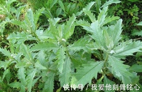 土荆芥|闻着臭,煮熟是香的,曾拿来喂猪,却是治疗鼻炎的良药,你可认识