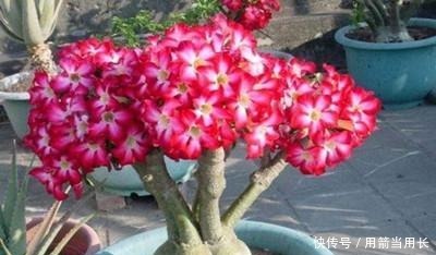 此花再贵,家中都要种2棵,号称“天下第一美”,一年花开230天!