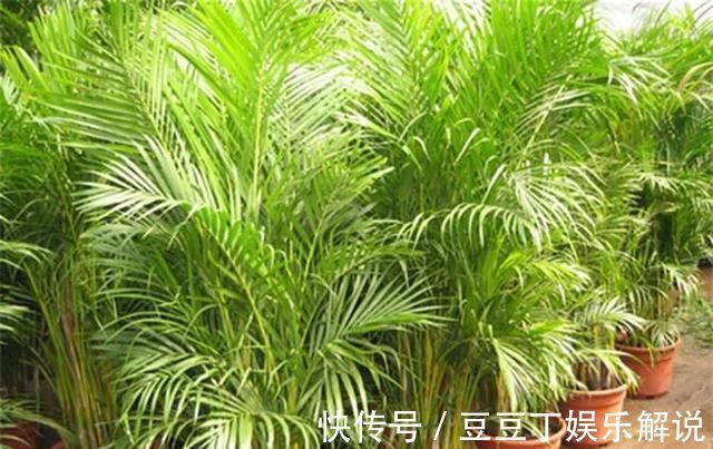 养护|空气干燥、蚊虫多、异味大家里养这“4种花”,什么烦恼都没了
