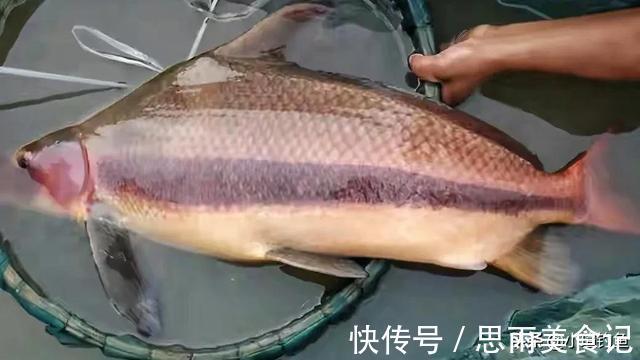 鲟鱼|国内钓到这些“牢底坐穿鱼”,务必放生,每年都有人误钓它们被抓