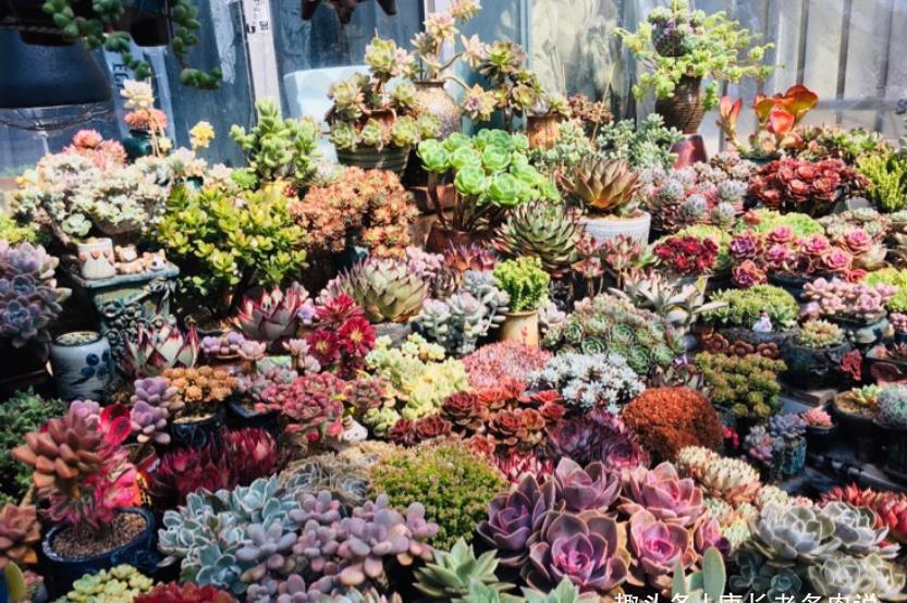 法师|这些多肉会因为状态不同而有多个名称,大家入手的时候要注意