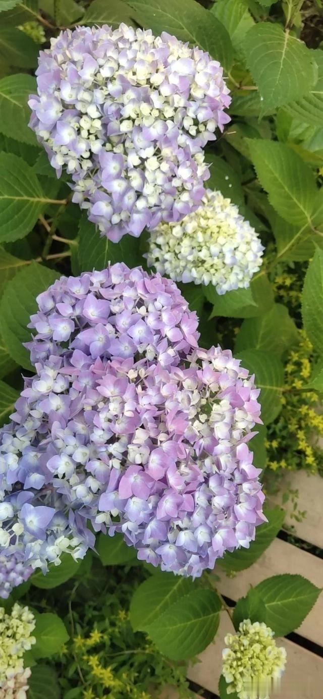 圆滚滚的绣球，瀑布般的花墙，这届花友也太会种花了吧