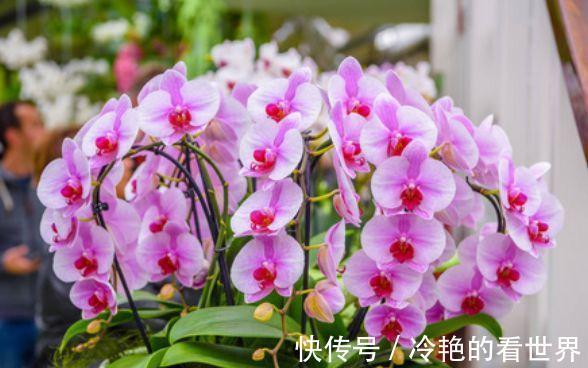 大花蕙兰|8月11日-8月26日，庭院选这几款花，漂亮大气，四季开花
