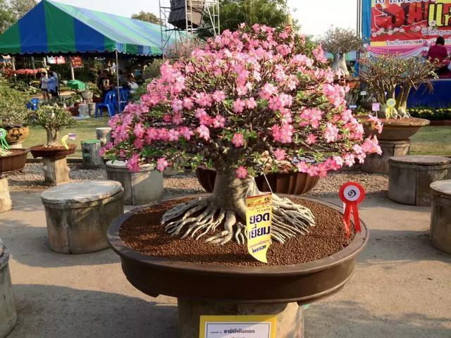 排水|3种花不怕热,天热长得好,开花成花海,比绿萝还好养!