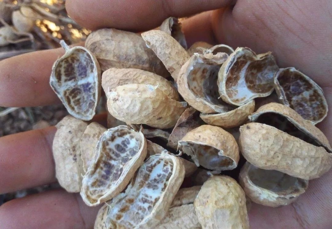 废料|秋天给兰花换盆，盆底垫层“废料”，蹭蹭长出大白根！