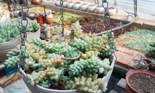 寒潮来袭，阳台养的多肉出现“这3级”冻伤，别扔掉还有救！