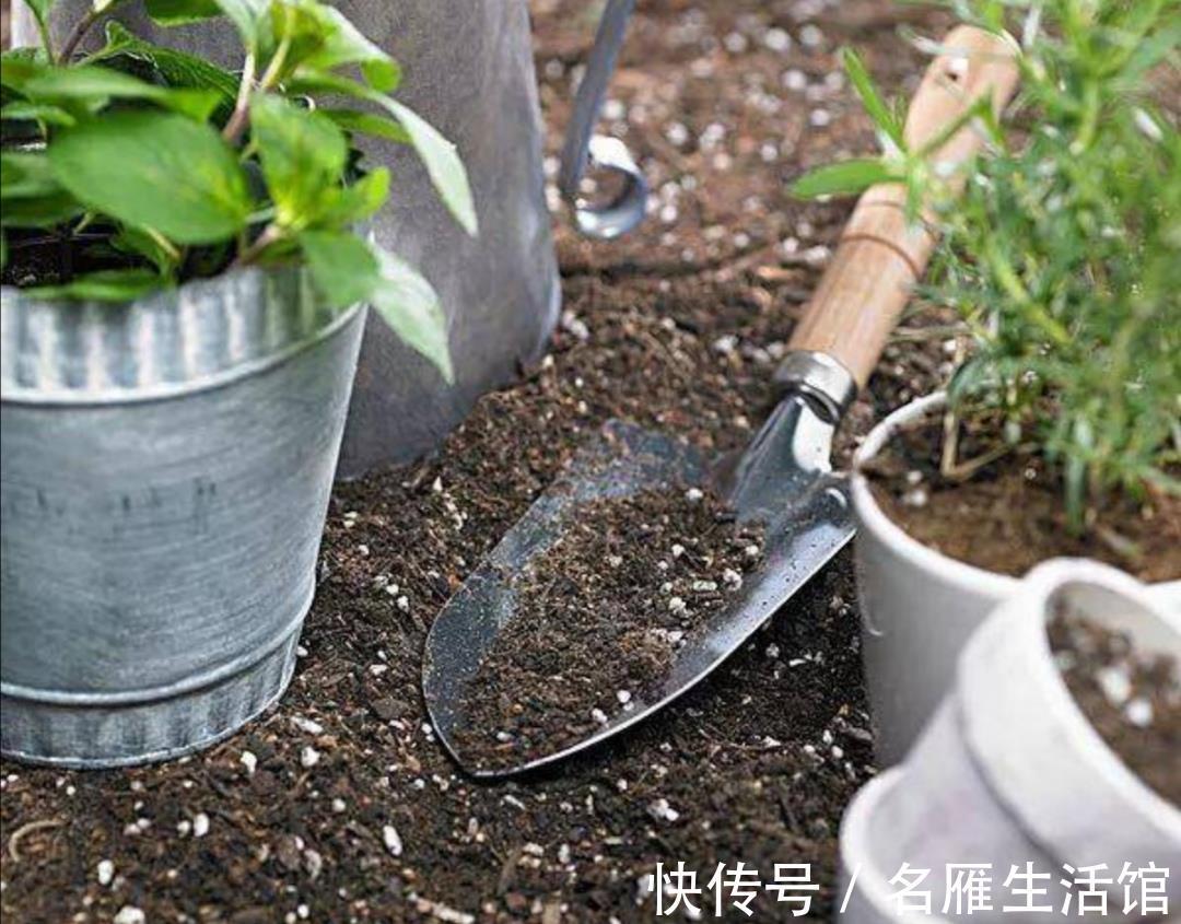 病害|换下来的旧花土不要扔,简单处理一下,还能再用