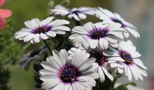 开花|最会开花的4款花,全年花开,花多易爆盆,种植简单,室内也能栽