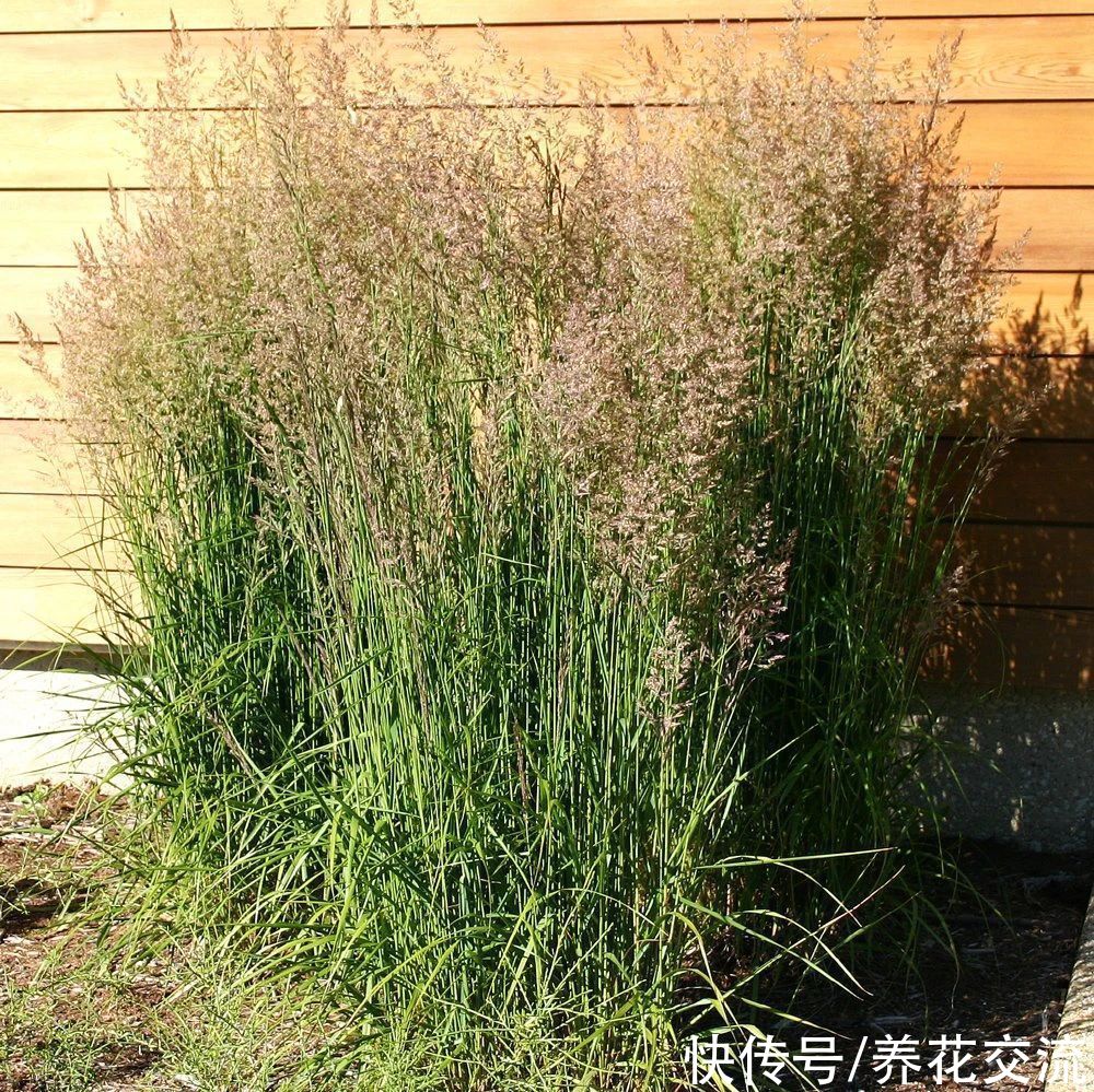 观赏草|6种绝佳的盆栽观赏草，买点种子就可以培育，新手园丁也可练练手