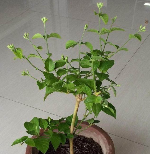 只要掌握这3点,就能让你的盆栽茉莉多开花、花更香,以后不愁没花看