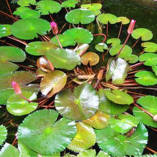 在家里怎么养睡莲一个破盆就够了,开花比头还大!