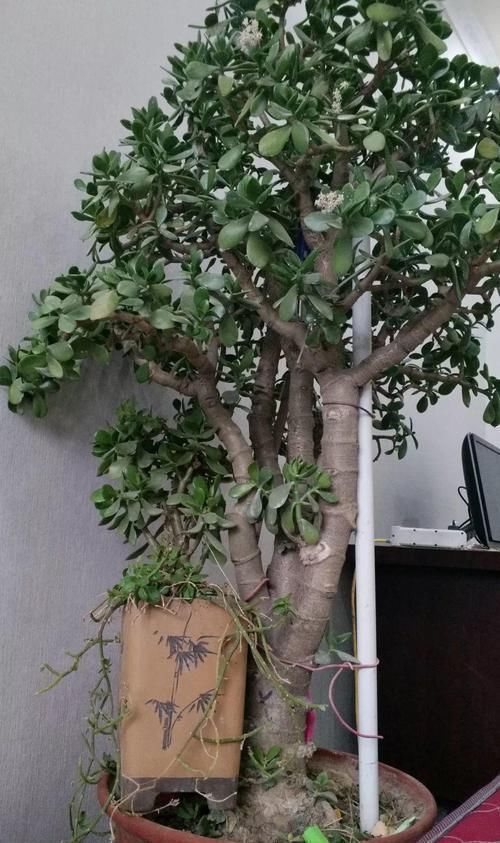 养了20年的玉树,杆子比大腿还粗,满树白花跟下雪了一样