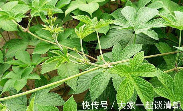 葎草|天气干燥,上火咳嗽痰多不妨用此草泡水,止咳润痰,嗓子不痒了