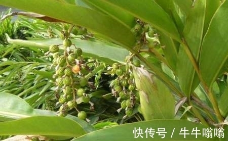 豆蔻属|民间叫它“小豆蔻”，炖肉堪称一绝，公园里就有