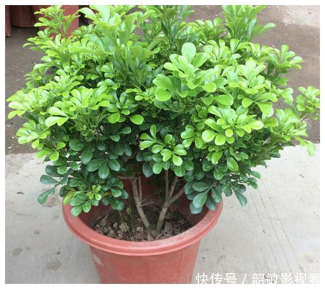 仙人球|“吸毒”能力超强的四种花草,“甲醛”分分钟被吸光