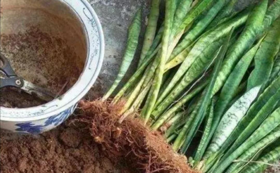 施肥|让虎皮兰多长新芽,4个养护要点不能忽视,不然长期不长新叶