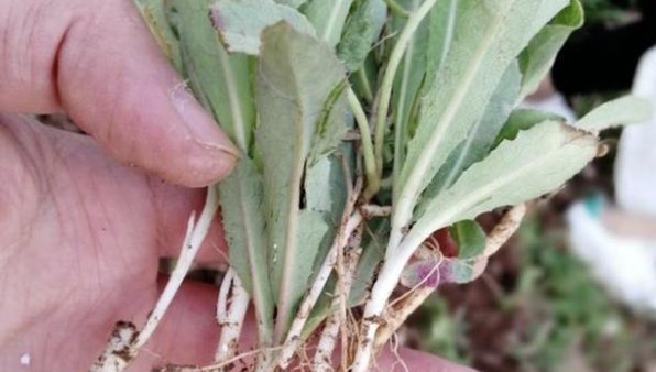 野花野草|在家乡见到此种野草,切记只摘叶子,不要挖根,因为太珍贵了